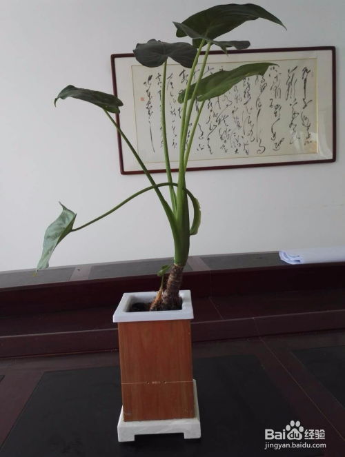 自动吸水科技花盆种植流程 