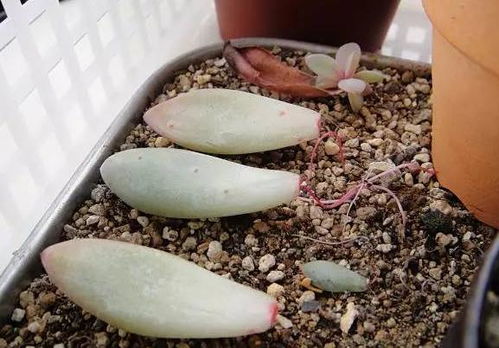 网友 秋季怎么繁殖多肉 3种方法,告诉你如何将1盆变成多盆