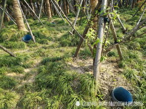 园林绿化工程树木移栽养护技术 