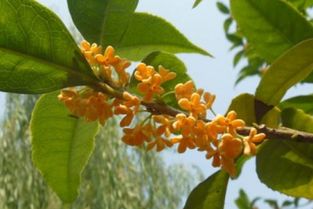 桂花用什么盆—桂花用什么盆子栽最好