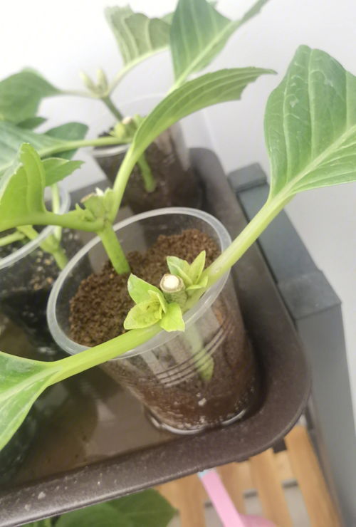 从此又多了个绣球大户 