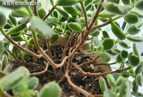 泥炭土浇水技巧,泥炭土要施肥吗