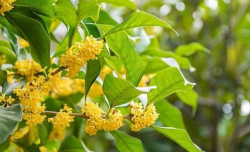桂花能用营养土栽吗_桂花树不适合用营养土
