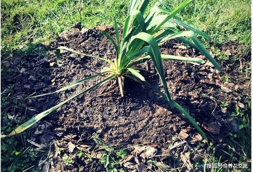 将植物移栽时最好带土、移栽植物时要带土的主