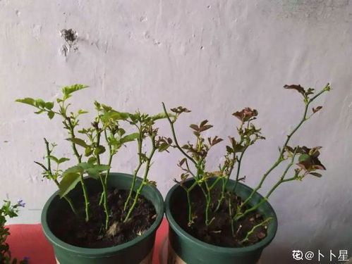 养花的土里有小白虫怎么办;养花的土里有小白虫