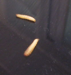 面粉里的白色小虫叫什么,从虫到蛹需要多长时间 