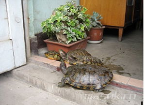 出二手花盆 跳蚤市场 