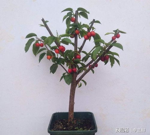 没有院子,阳台光照好也能种果树,5个果树品种帮你拥有果园梦