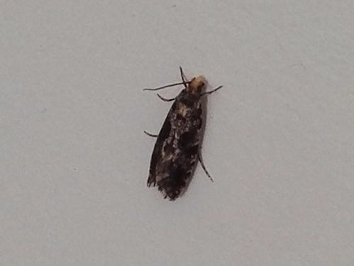 家里出现了一种黑色小虫子,会飞,身上有白色花纹,打死之后会掉下黑色的粉末 哪位知道这是啥 