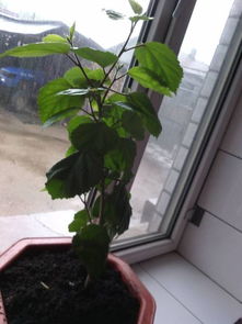 木菊花怎么能栽活