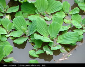 天南星科植物大薸高清图片下载 红动网 