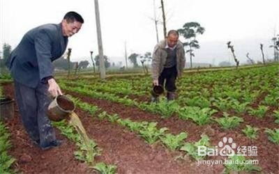菜苗移栽的方法 