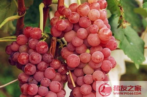 家中种葡萄树的吉凶-家中种葡萄树风水