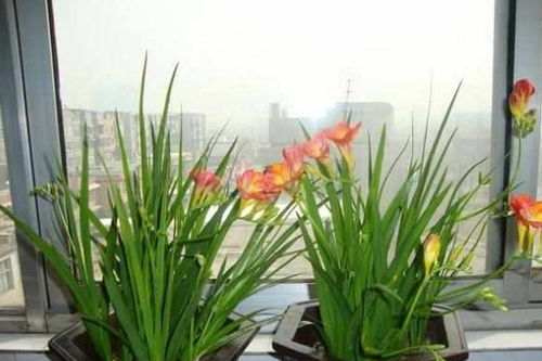 营养土需要施肥吗