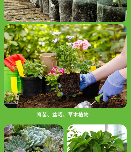 种花营养土-种花营养土能种菜吗