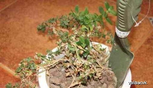 盆土太硬了,铲子都不管用 来点松土剂,松软养分高,花卉长得好 土壤 