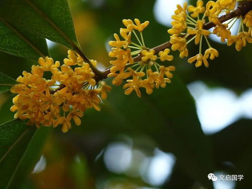 桂花树最怕浇什么水_桂花树最好的风水位置