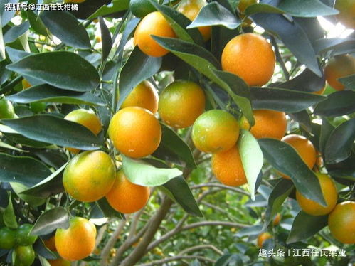 脆皮金桔盆多少年能开花、盆栽脆皮金桔种植和