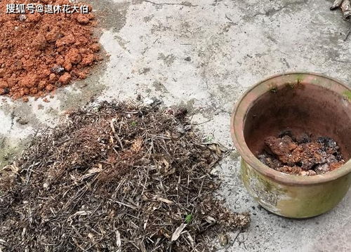 自制肥水 腐叶土养花,既能多省钱又能养啥旺啥