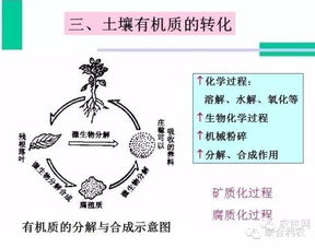 土壤有机质含量的影响因素