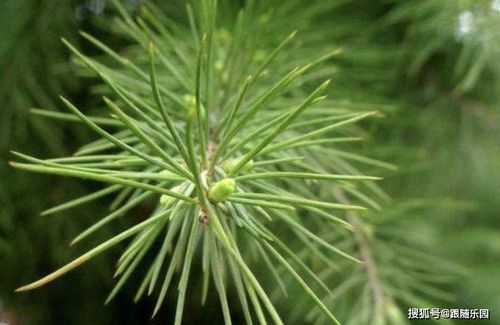 盆栽梅花用松针土可以吗—水梅花可以用松针土