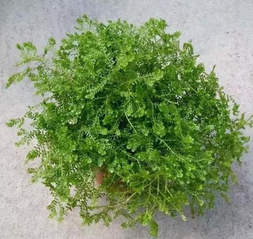 室内盆栽用什么土最好_室内盆栽植物用什么肥料