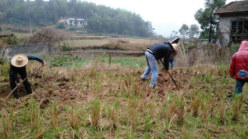 农村兴起 种树热 ,农民不种粮食改种树,这样能赚钱吗