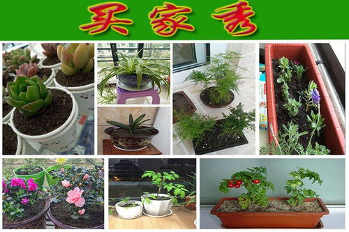 有机营养土适合什么花