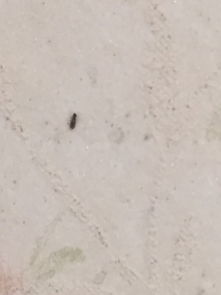 土里白色的小虫像虱子_土里密密麻麻的小白虫是