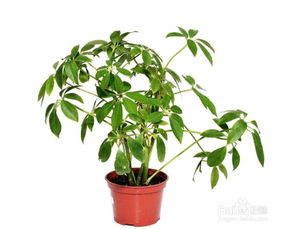 如何消灭花盆周边的小飞虫 