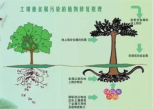 新政推动土壤治理,修复技术集成提升土地质量 