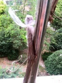阳台外的葡萄树我剪了留根这样能活吗 