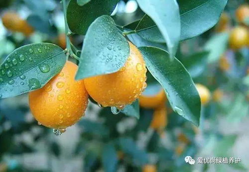盆栽金桔开花期间施什么肥,金桔开花后施什么肥