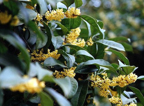 种植桂花树需要什么肥料 