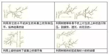果树冬季修剪的基本方法 作用及修剪反应 