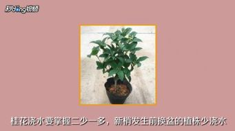 四季桂花如何养殖