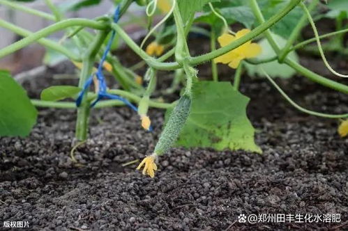 土壤板结如何快速改良、土壤板结如何快速改良