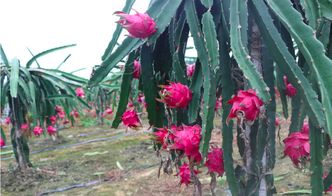 春风暖三月,正是种花时 