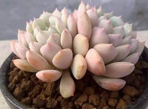 用种花用的普通土可以养多肉吗 