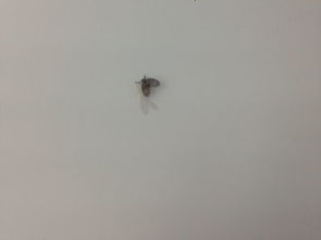 营养土里的小飞虫怎么去除