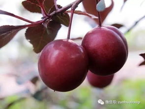 公园路边绿化的 看着和李子一样,可以吃吗 