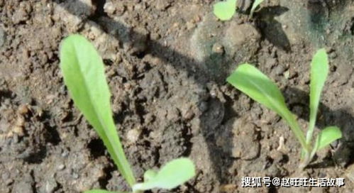 养花遭遇花土成块 危机 老邻居教1招,松土透气疯狂爆棚