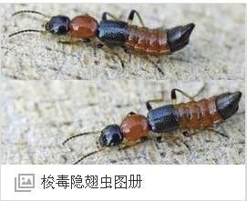 买回来的营养土有虫子怎么办、买的营养土里有
