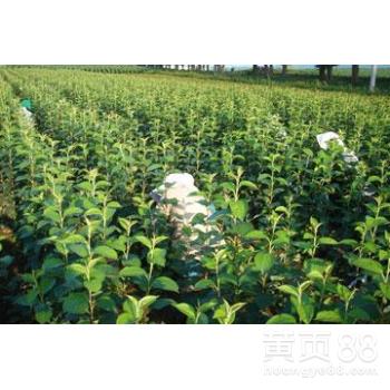 甘肃从事苹果苗报价苹果苗木 