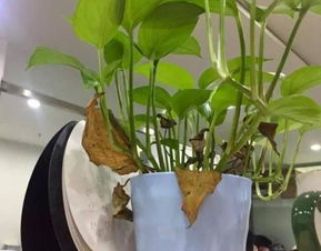 家里养的绿植生了很多黑色小飞虫,如何清除 