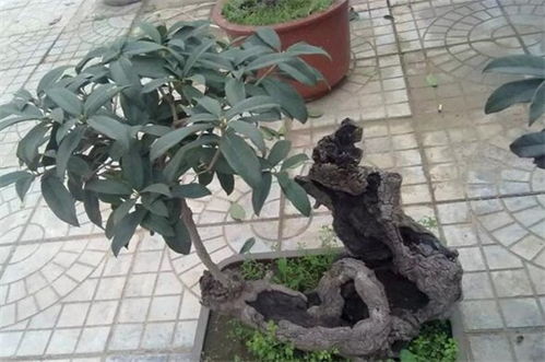 桂花树移栽成活的标志 