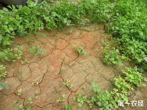 土壤板结的原因以及解决办法