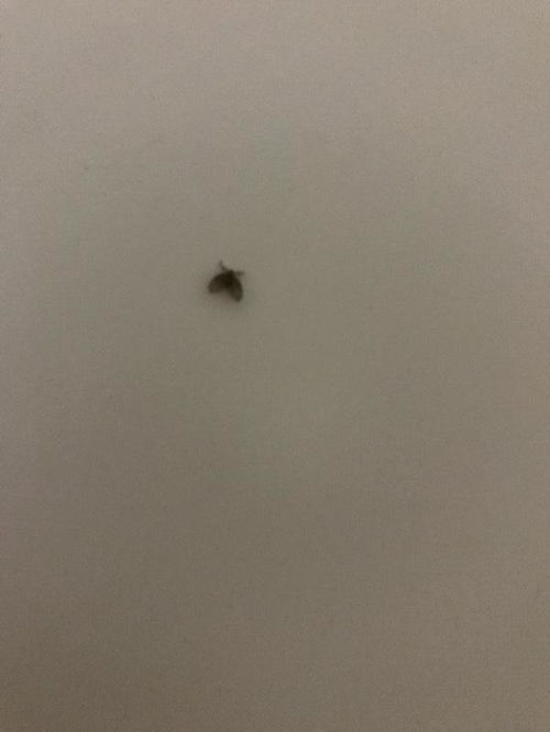 家里总有小飞虫,除不尽怎么办 