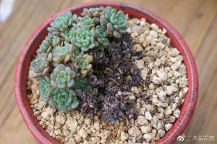 4年颗粒土养多肉小心得 那些用颗粒土种多肉血的教训