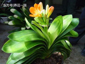 君子兰不懂换土难怪不开花 掌握两点,君子兰轻松开花爆盆 